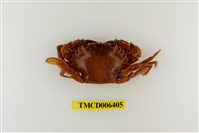 藏品(日本蟳)的圖片